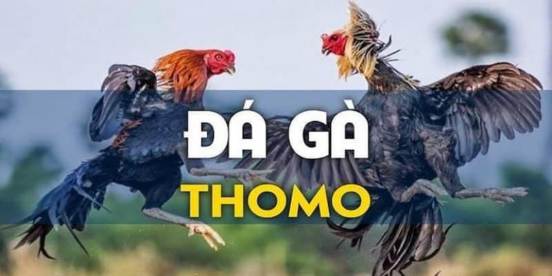 đá gà thomo